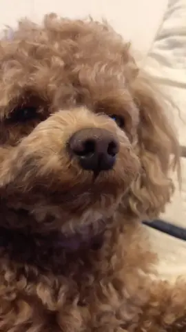 #ブラッシング嫌い #トイプードルレッド#わんこのいる生活 #犬のいる生活 #犬のいる暮らし