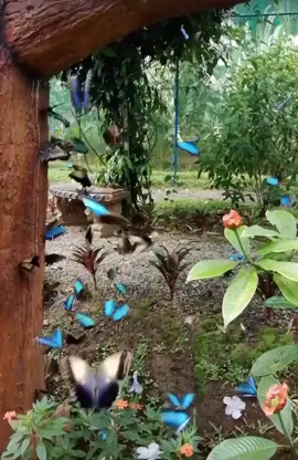 La mariposa azul 🦋 The Blue Butterfly￼ #Butterfly￼ #mariposas #bluebutterfly #morpho