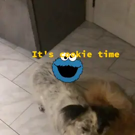 #cute #dogs #cookies #bestdog #eddavis