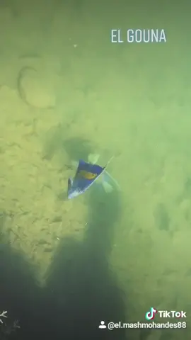#el gouna