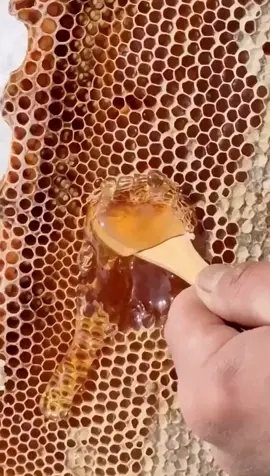 A spoonful of honey #bee #honeybee #beekeeping