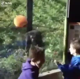 🎃🦍 #keepingbusy #uncorked (🎥 @memes)