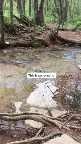 Relaxing walk #wildlife #xyzbca #foryoupage