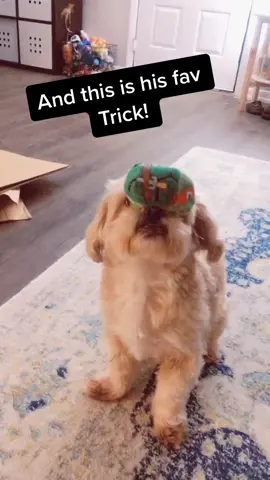 #petlover #dogsoftiktok #dogs #dogtricks #DogTraining #doglove #quarantine #coronavirus #besfriend #mydog #dogchallenge #animallover #animalsoftiktok