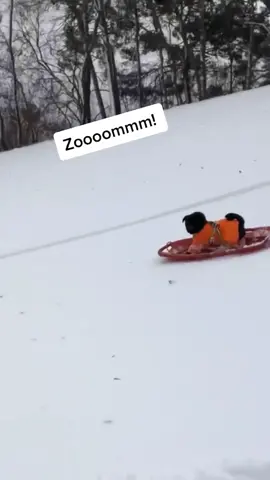 Follow our other page @itsgoneviral for more funny videos 🤣😂 #fy #fyp #foryou #foryoupage #dog #doggo #dogsoftiktok #snowdog #sleddog #dogsled