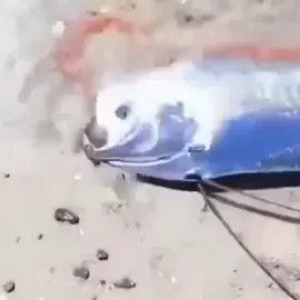 bu hangi balık türü?