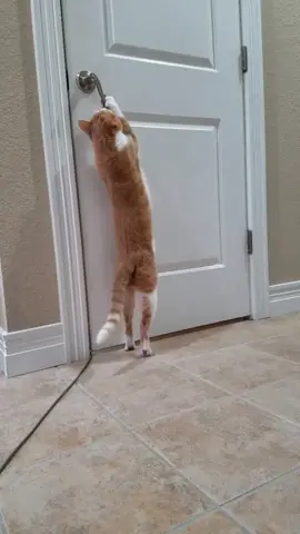 #cat #cats #catsoftiktok #catsopeningdoors #catvideo #smartcat #clevercat #funnycat #foryou #foryoupage #foryourpage #fyp #fypage