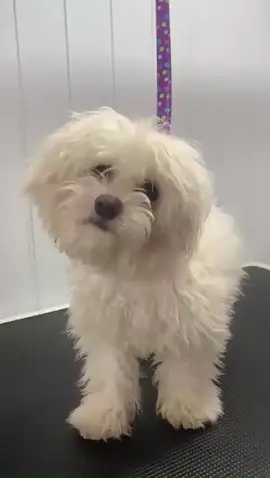 Papy's new look. #makeover #beforeandafter #doggrooming #fyp #fordoglovers