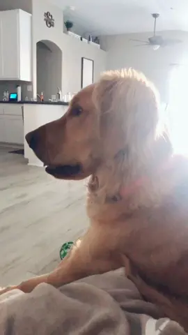 Ally Mae is not amused. #puppy #golden￼