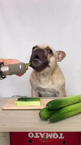 Who saw the cucumber drop at the end? 🥒✨ 오이 ASMR #asmr #asmrsounds #eatingsounds #mukbang #asmr