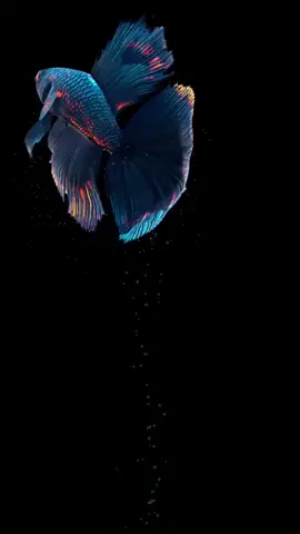 Live wallpaper, betta fish in your phone. Request? #livewallpaper #wallpaper #wallpaper3d #foryourpage #fyp #viral