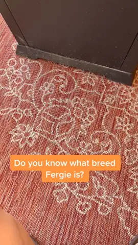 He’s not a poodle !  He’s not a girl ! #petlife #pawsitivesquad #animalsoftiktok #doglover