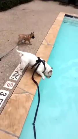 He thought he could walk on water.. didn’t even look down (via: kaylinxrosee) #fy #fyp #foryou #foryoupage #dog #doggo #dogsoftiktok #falldog #dogswim