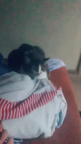 #живойзвук #рекомендации #meme