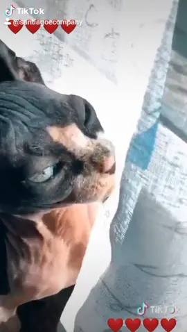 #sphynx_cat#catlove#neiperte#pupylove#beyou