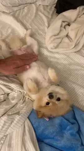 Quem também ama carinho na barriga? Eu fico muitoooooooo relaxada. 😌🐶🍿 #dog #mydogpipoca #Love #carinhonabarriga #muitorelaxada #petlover #linda