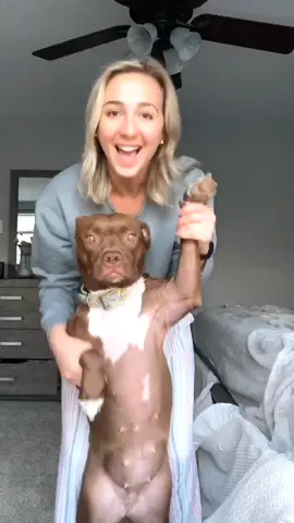 have you ever seen a dog do the dance? #pitbullsoftiktok #dogmom #pittienation #petlover #viral #stayhomestaystrong #musiclives #fyp #fypage