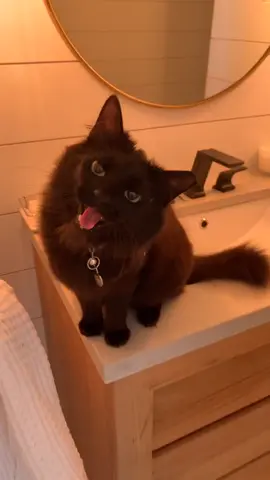 Olive after breakfast every morning #cat #fyp #pets