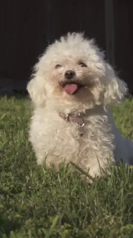 Haters gon hate. Creators gon create. #keepcreating #dogvideo #musiclives Director/Writer/Editor/Rapper: @imajofficial Rapper: @ivelissedesigns