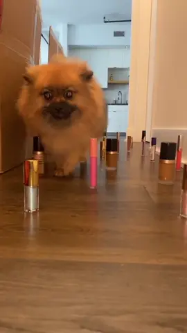 She did that with no effort 😭 #petlife #fyp #foryoupage #PetsOfTikTok