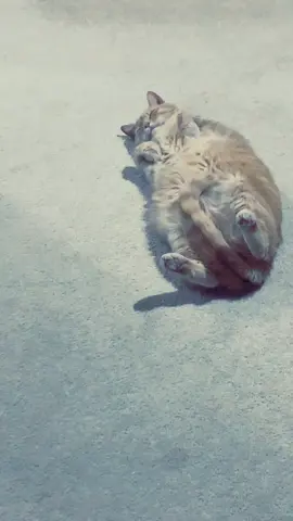 Straight chilling #fyp #fypage #foryou #foryoupage #PetsOfTikTok #cat #petlover #chill #quarantine