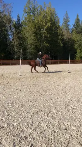 not to bad for his 3rd time loping through, definitely need to work on him diving #Fyp #foryoupage #equestrian #polebending #barrelhorse #quarterhorse