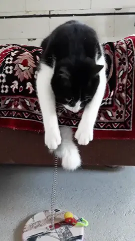#смешное #котыприколы