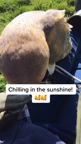 How are guys keeping yourselves occupied during lockdown? 😮 #fyp #fy #houseoftiktok #sunshine #chill #owl