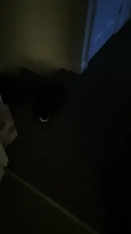 evening boop 🤷🏻‍♀️ #catsoftiktok #cute #tiktok #houseoftiktok @rhodey19