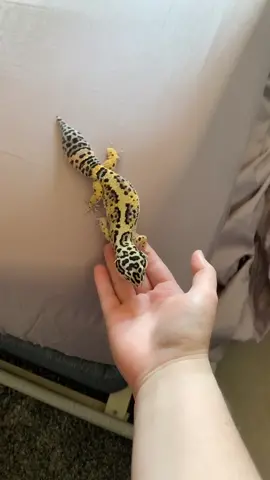 Here’s our routine after explore time 🥺 #petvlog #hoopsathome #leopardgecko #foryoupage