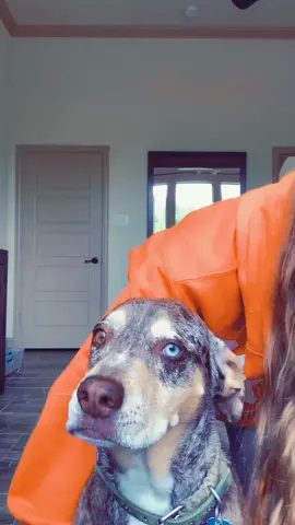 ryder did not appreciate this easy dance #fyp #petvlog #OwnTheCurve #catahoula #dancechallenge #texas