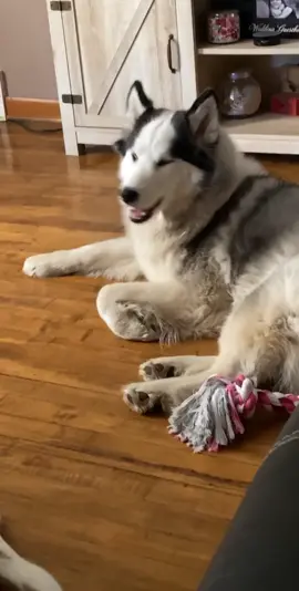 Walk walk walk #petvlog #lifewithahusky #foryou #fyp #dog #husky #chaoticpets #talkinganimals