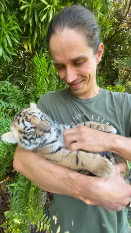 Tiger Cub 🐯🧡 #myrtlebeachsafari