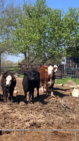 I don’t know why I find this hilarious but I do😂. We went to the farm for eggs #cowsoftiktok #cows #funny #petvlog ? #lookatus