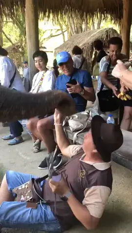 Encontro com elefante 🐘 na Tailândia 🇹🇭 #voyagerclubviagens #viagem #tiktoktravel #tailandia #elefante #trip #foryou