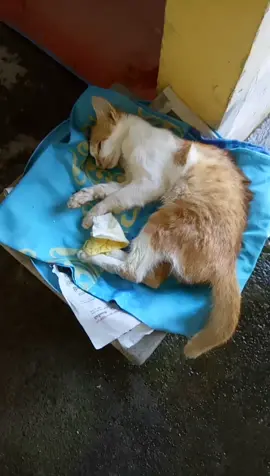 Innalillah wainnailahirojin selamat jala kucing dan