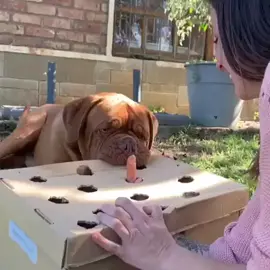 Aw come on! I’m so close #dog #maxeffort #carrot #box #carrotchallenge Credit:@napoleon.malaparte