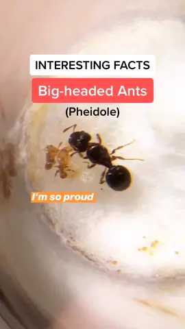 Do you guys have a favorite #ant species? #naturelove #insects #fyp #animalsoftiktok #everydayscience #petvlog
