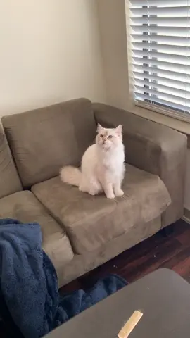 Summer is the type of cat that thinks she’s a good hunter, but is actually terrible