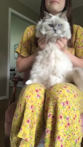 #foryou #petlife #trending