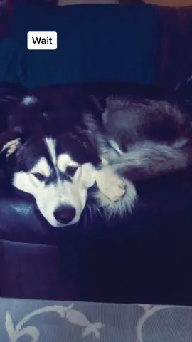 Will you like and share this video?🥺🥺#tiktok #petlife #doggy #fyp #4u #doglife #2020 #aussie #doglover