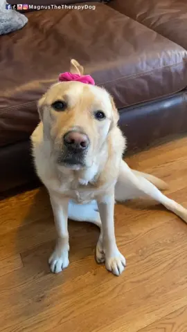 Put it in a bun. #randomthings #promdiy #petvlog #petlife #foryoupage #fyp #ownthecurve #dogsoftiktok #labrador #keepingbusy #xyzbca #dogs