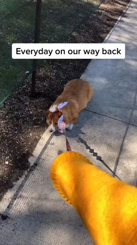 Walking a lazy dog be like....#fyp #petvlog #corgi #lazydog