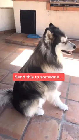 Let’s see what they think 🐶 #cutedogs #dogsoftiktok #husky