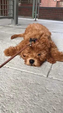 Adulting is ruff #canipetthatdog #dog #dogsoftiktok #fyp #xyzbca