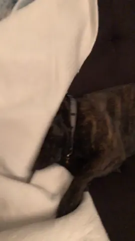 Frenchie probs #frenchie #frenchbulldog #mybaby #frenchieproblems #fyp #foryoupage #ilovehim #brody #hidding