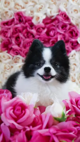 Things to do during quarantine part 3 (results at the end) #pandapuppy #DIY #doglover