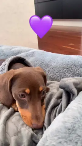 What heart are you? #foryoupage #foryou #fyp #dogsoftiktok #follow #like #share #cute #puppy #viral