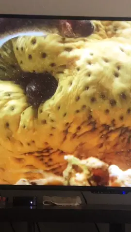 I’m literally disgusted! But it’s interesting #nature