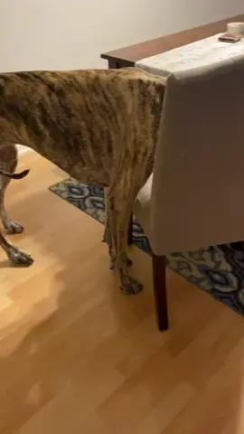 Does anyone else’s dog’s tail do this when they eat?! 😭 #greatdane #greatdanepuppy #tailtucked #tiger #rawfeddog